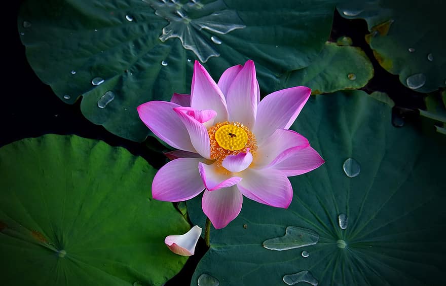 Lotus, Flower, Lily Pads, Bloom, Pond, Blossom, Flora, Pink Petals, Nature, Lagoon