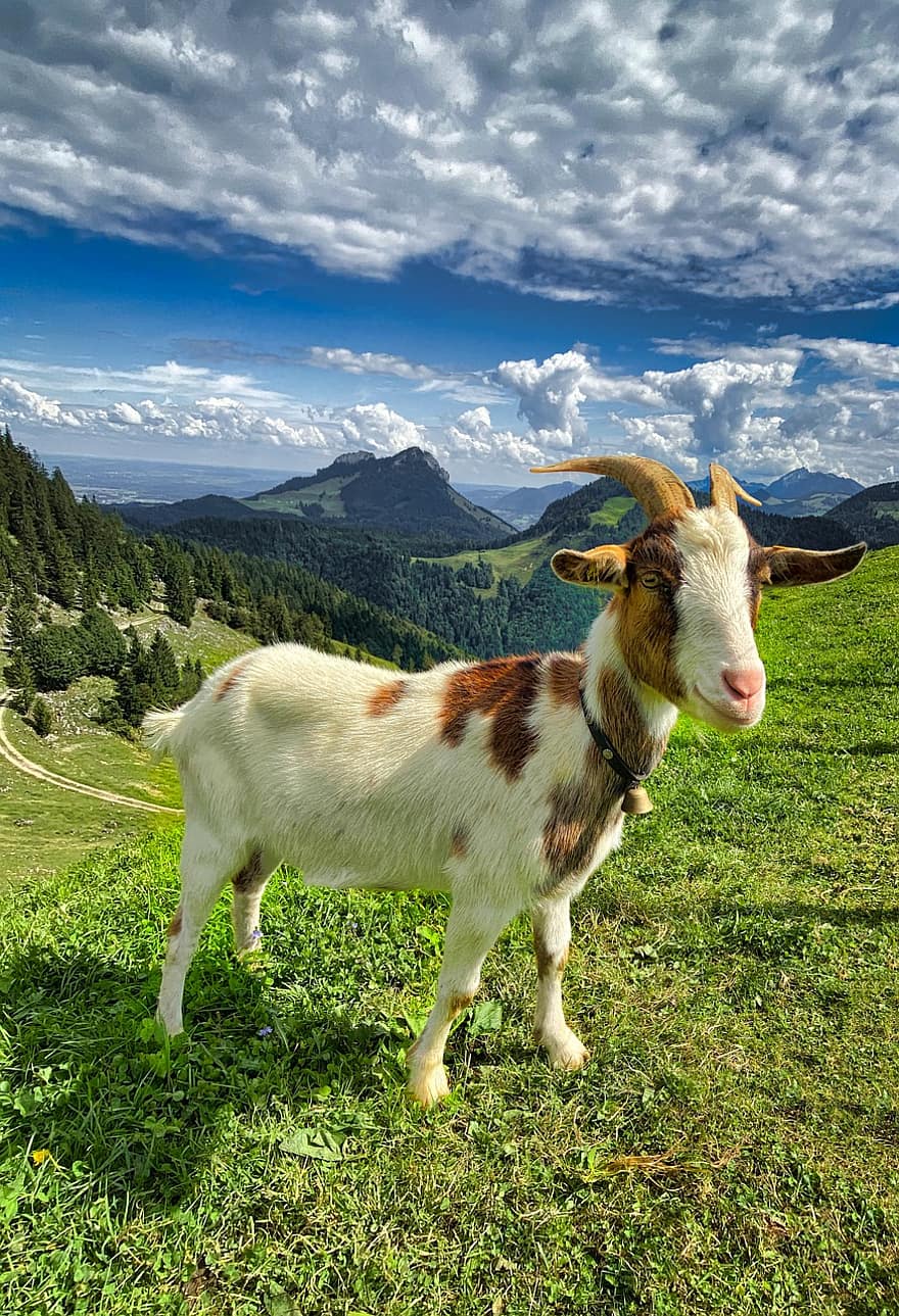 Goat, Alpine, Animal, Mammal, Ruminant, Livestock, Nature, Mountains, Alps, Landscape, Austria