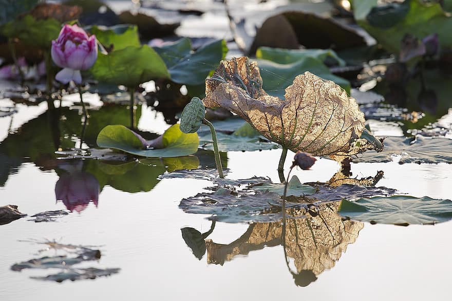 negyvi lapai, atspindys, gėlė, lotosas, žiedlapių, lapai, lapija, ežeras, vandens augalai, vandens lelijos