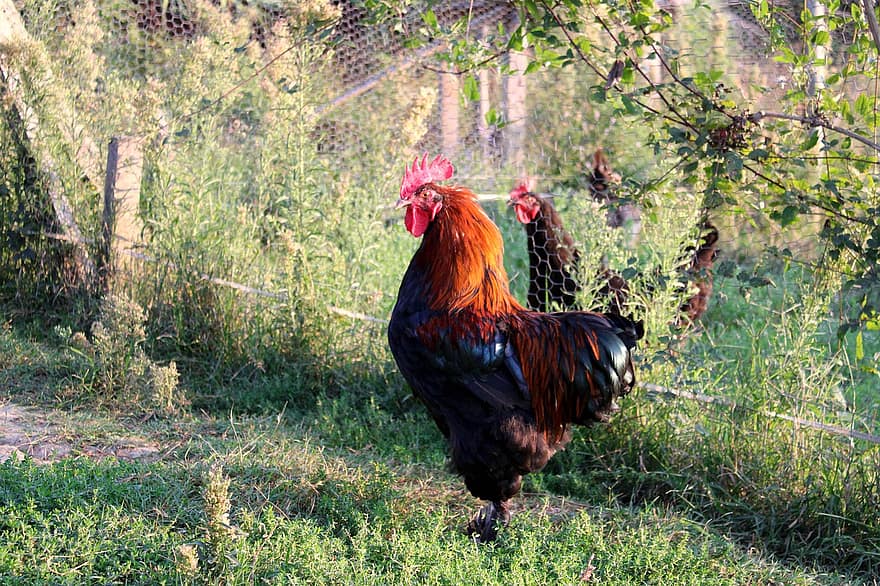 Rooster, Poultry, Backyard, Chicken, Male, Bird, Fowl, Animal
