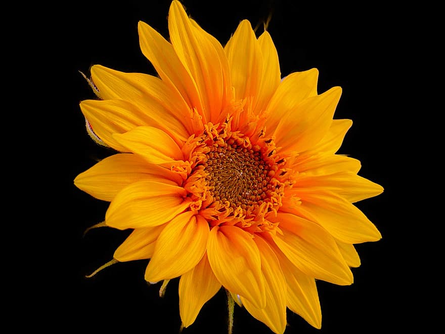 solsikke, gul blomst, blomst, kronblade, gule kronblade, plante, blomstre, flor, flora, gul, tæt på