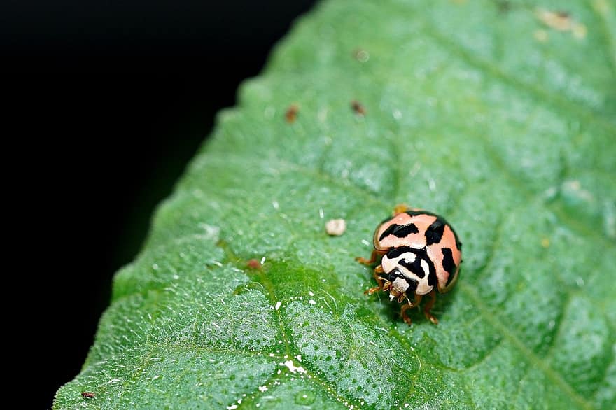Ladybug, Insect, Bug, Macro, Entomology, Fauna, close-up, leaf, plant, green color, summer