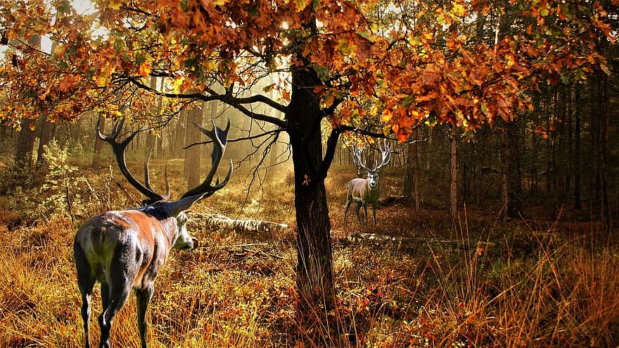 Latar Belakang, hutan, warna musim gugur, rusa besar, fantasi, binatang, seni digital