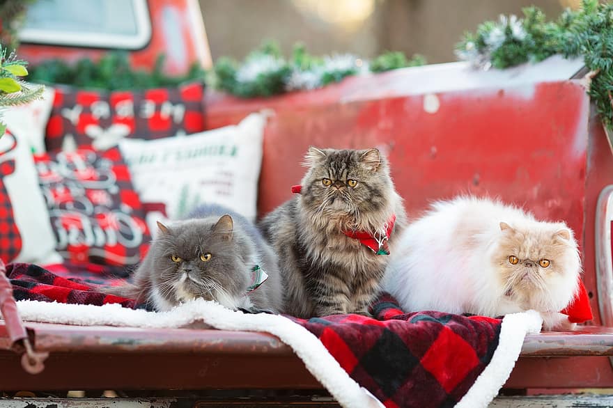 kırmızı kamyon, kamyon, Farsça, Iran kedisi, kedi, pisi, sevimli, safkan, kabarık, kürklü, Evcil Hayvan