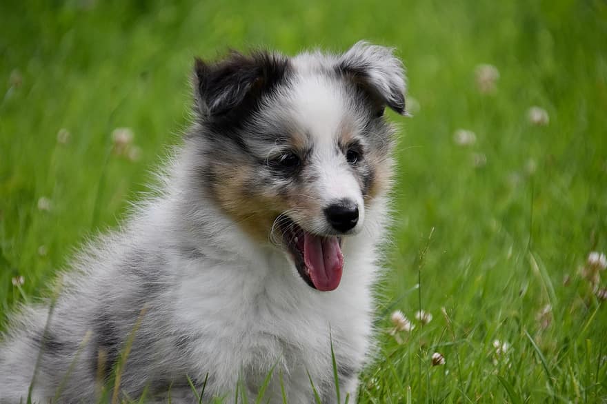 cachorro, filhote, cão pastor de shetland, cachorro pequeno, pradaria, animal, cão, shetland sheepdog blue merle, raça do cão, Dog Roscoff