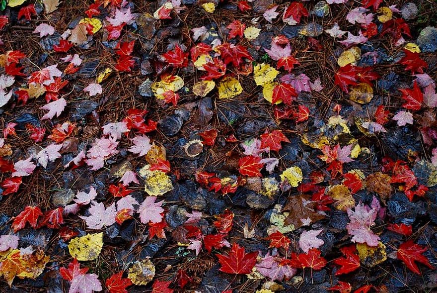 Herbst, Blätter, Laub, Herbstblätter, Herbstlaub, Herbstfarben, Herbstsaison, Natur, gefallene Blätter, getrocknete Blätter, fallen