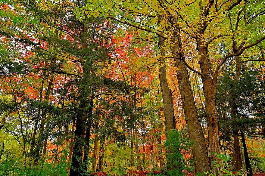 ruduo, lapai, medžiai, lapija, rudens lapai, rudens lapija, rudens spalvos, rudens sezonas, rudenį lapija, rudenį lapai, miškas