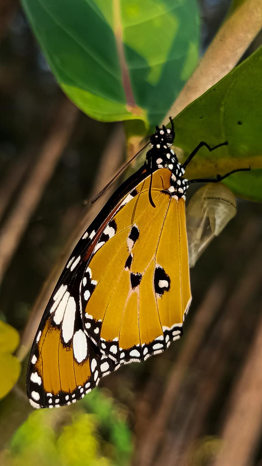 バタフライ、昆虫、翼のある昆虫、蝶の羽、動物相、自然、閉じる、マルチカラー、マクロ、緑色、黄