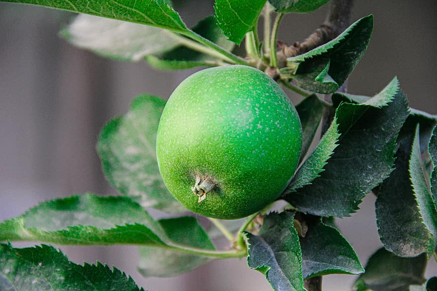 Pomme, pomme verte, arbre, pommier, fruit, jardin, en bonne santé, pomme fraîche, brut, pomme crue, fruits crus