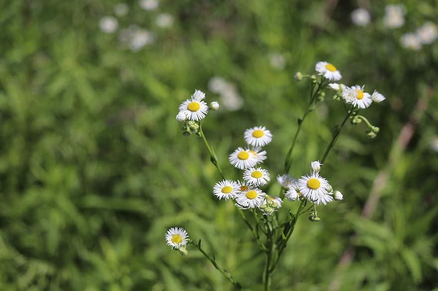 daisy fleabane, virágok, növény, erigeron annuus, fehér virágok, szirmok, rügyek, virágzás, vadvirágok, tavaszi, rét