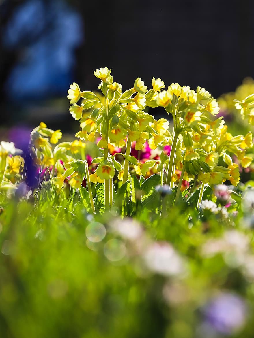 bunga-bunga, taman, alam, Cowslips, primrose, merapatkan, primula veris