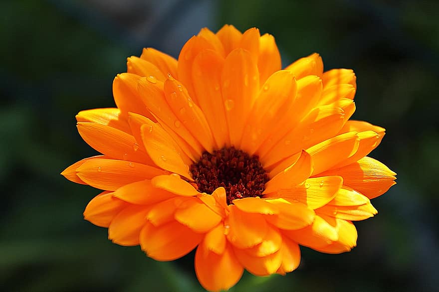 Ringelblume, Blume, Pflanze, Tautropfen, Tau, nass, Schönheit, blühen, Heilpflanze, orangene Blume, Zierpflanze
