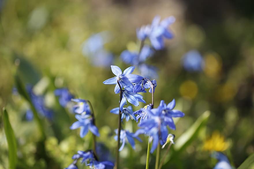 blommor, blåa blommor, trädgård, blommar, flora, natur, närbild, blomma, växt, blå, springtime