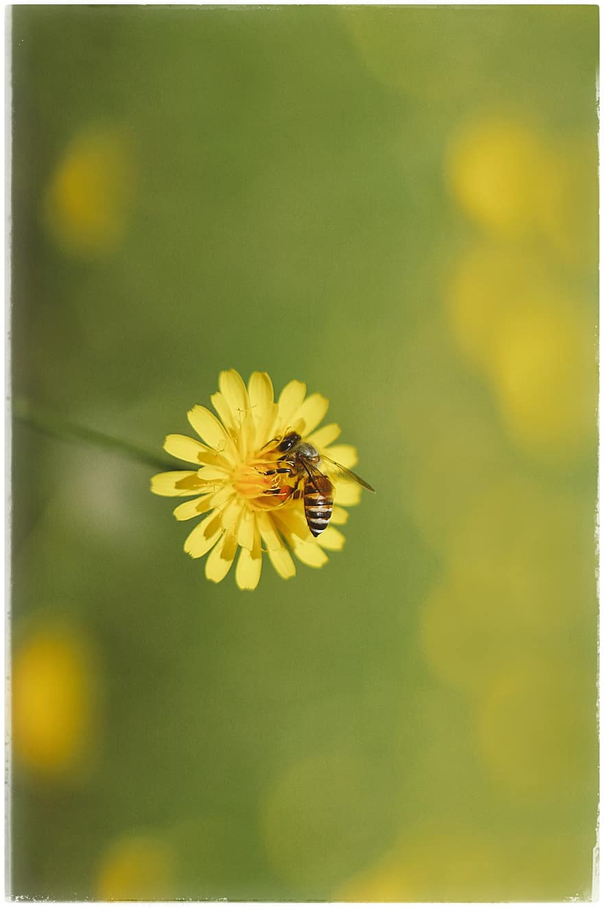 пчела, цветок, ястребинка, насекомое, желтый цветок, завод, природа