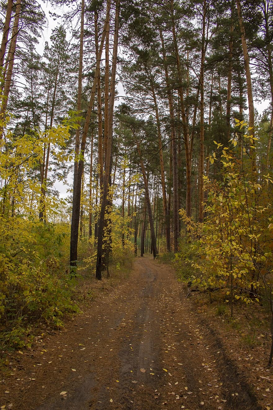 森林、土の道、森の中、松、秋、風景