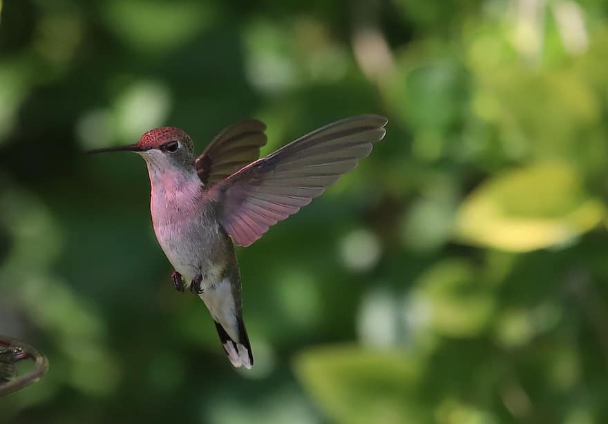 hummingbird, fugl, natur, fly, vinger, dyr, vakker
