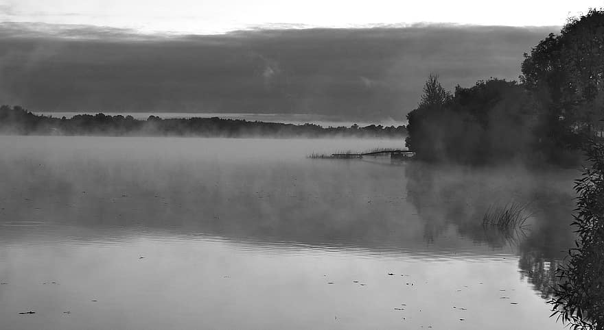 rio, névoa, arvores, floresta, manhã, panorama