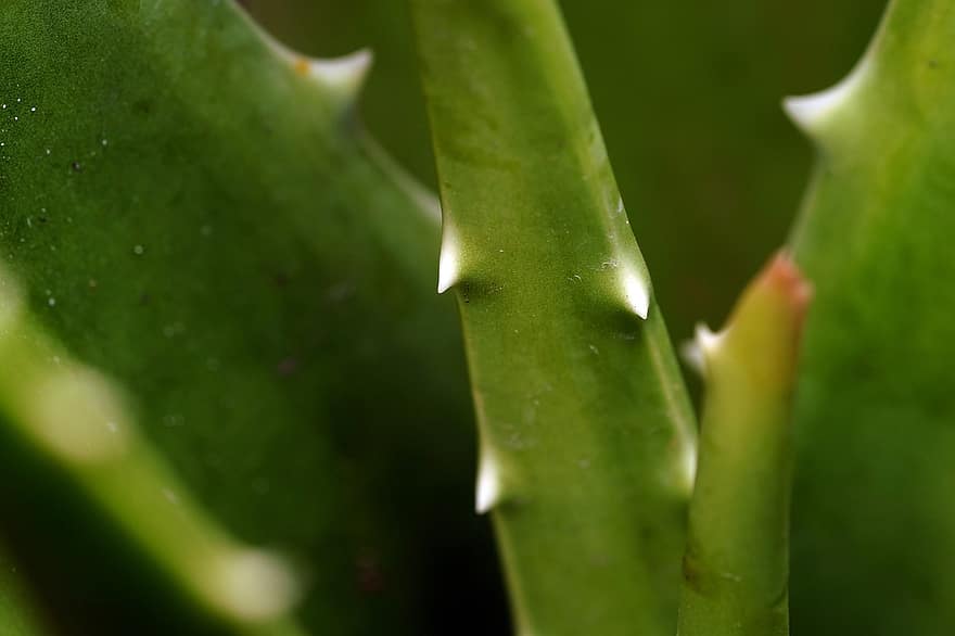 Aloe Vera, Blätter, Pflanze, Grün, Dornen, stachelig, Natur