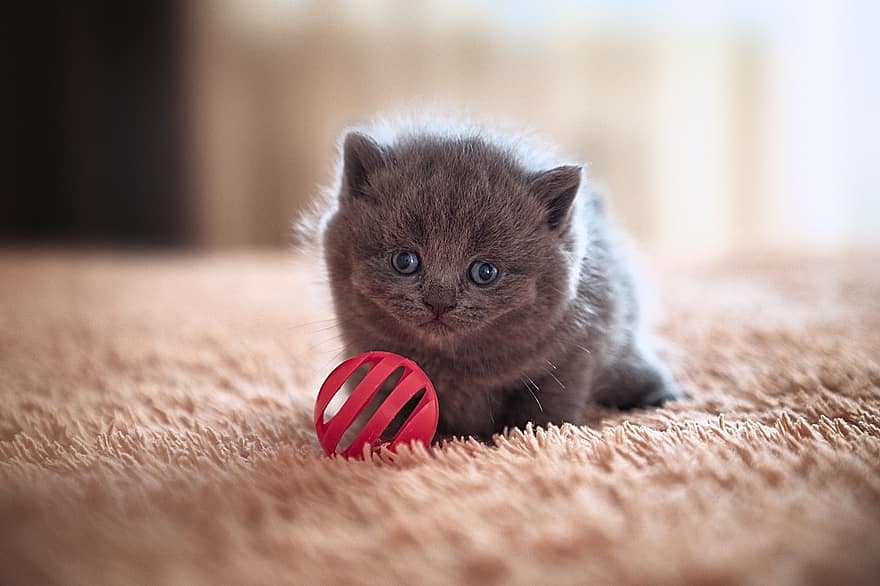 British Shorthair, Kitten, Cat, Kitty, Young Cat, Domestic Cat, Feline, Animal, Mammal, Pet, Cute