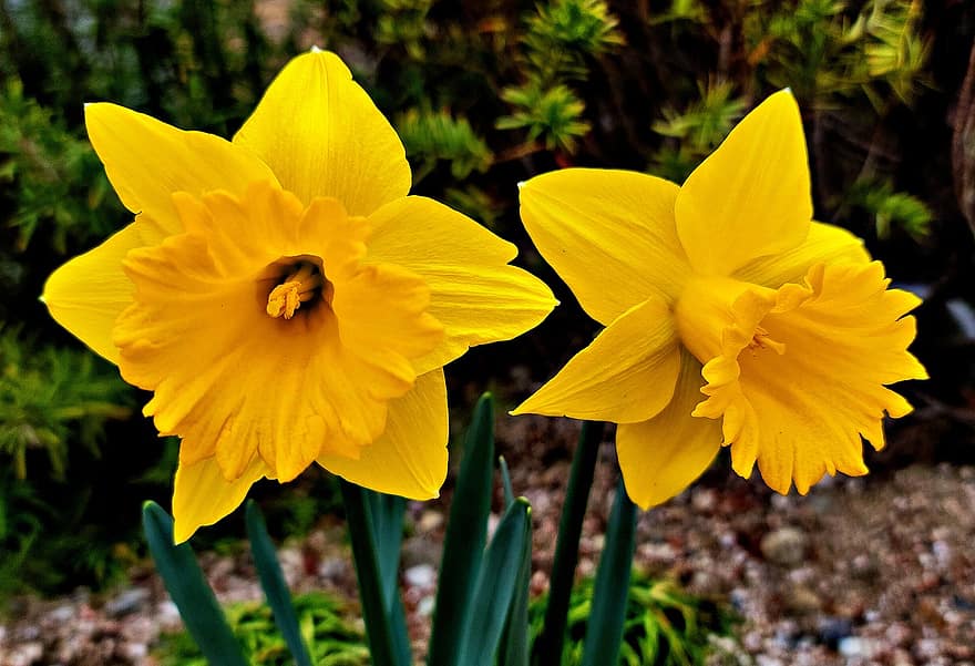 ดอกไม้, แดฟโฟดิ, ดอกสีเหลือง, กลีบดอก, กลีบดอกสีเหลือง, เบ่งบาน, ดอก, ดอกไม้ป่า, พฤกษา