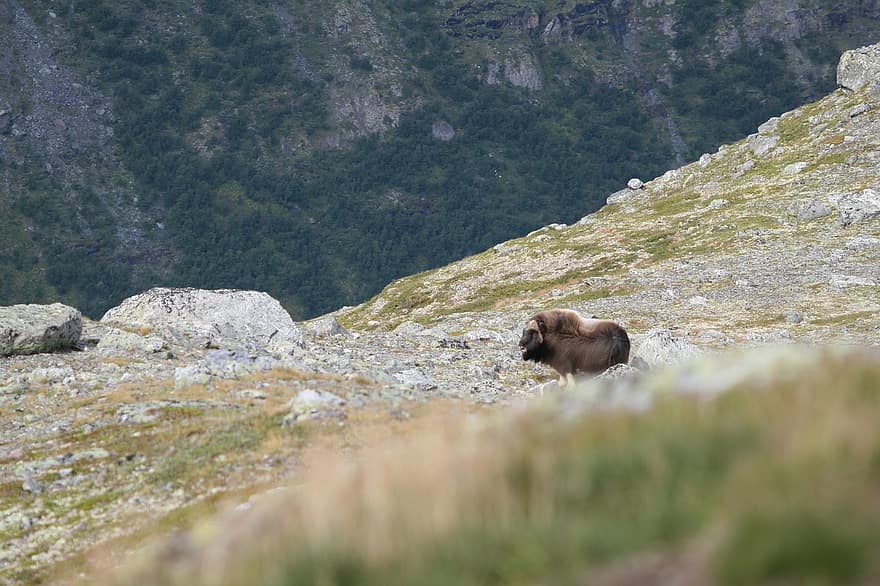 буйвол, овцебык, бык, живая природа, животное, величавый, мускус, горы, Норвегия, природа, Норвежские горы
