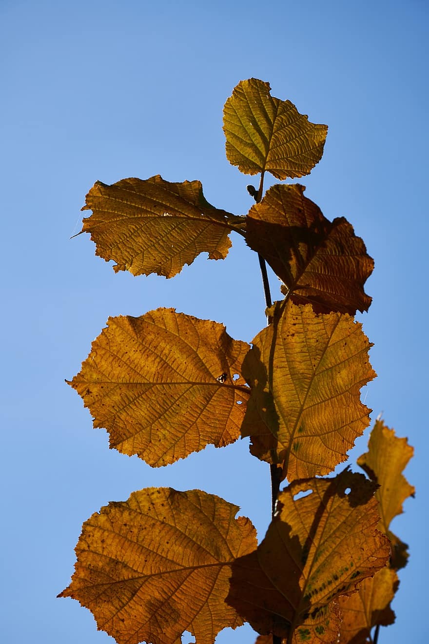 bladeren, herfst, natuur, seizoen, vallen, blad, geel, levendige kleuren, boom, Bos, multi gekleurd