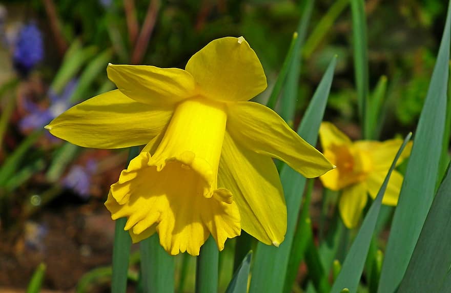 Flowers, Daffodil, Bloom, Blossom, Narcissus, Yellow, Spring, Garden