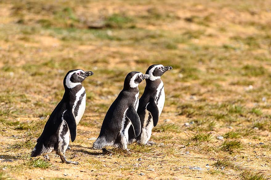 пингвини, животни, птици, водни птици, дивата природа, природа, национален парк, Национален парк Исла Магдалена, Патагония, Чили