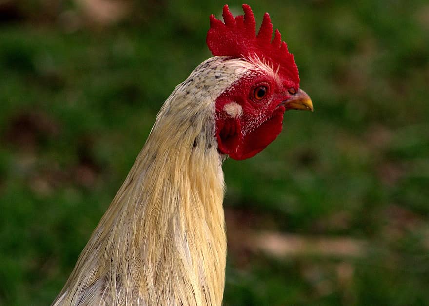 Chicken, Cock, Bird, Poultry, Livestock, Animal, Feathers, Plumage, Farm, Farm Animal, Beak