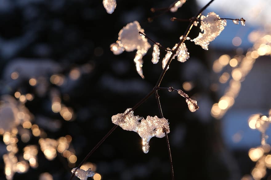 winter, sneeuw, vorst, bomen, Bos, natuur, zonsopkomst, detailopname, achtergronden, seizoen, boom