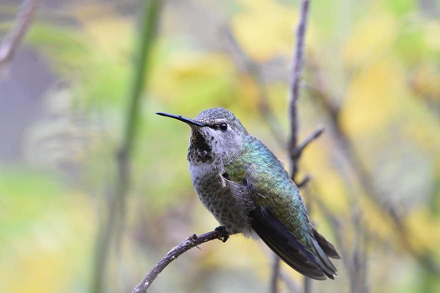 colibrì di Anna, uccello, becco, piume, aviaria, all'aperto, uccello selvatico