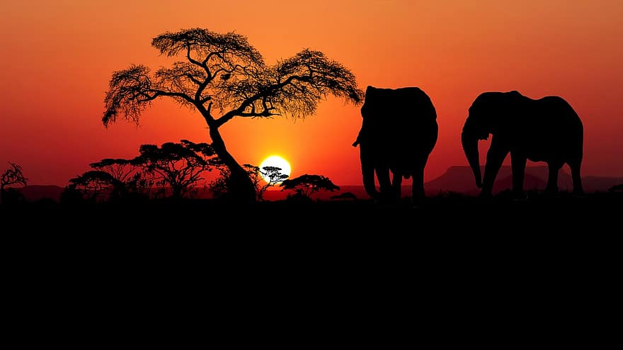 залез, савана, африка, природа, слонове, пейзаж, див, бозайници