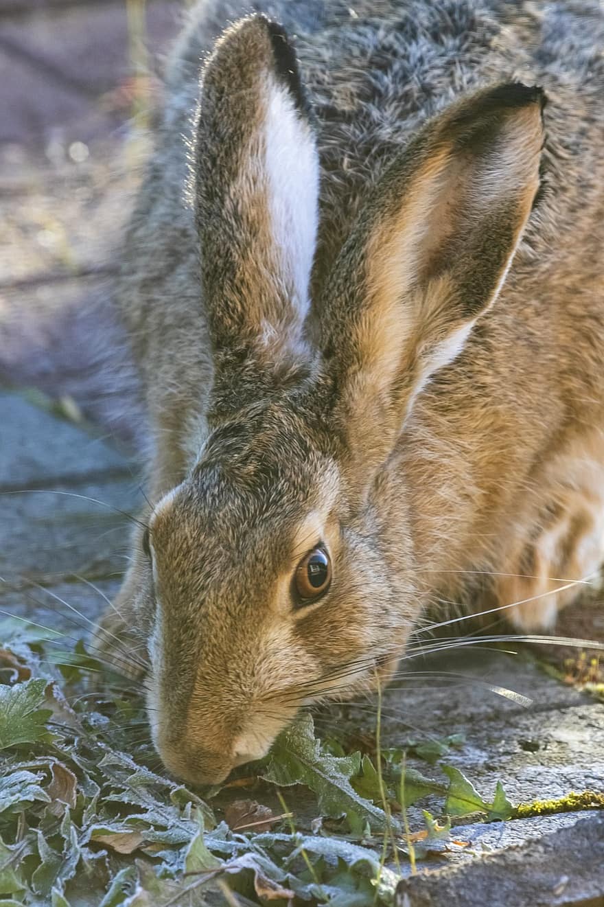 Почему уши у зайцев. Иберийский заяц Португалия. Тибетский курчавый заяц. Заяц-Русак. Длинноухий заяц.