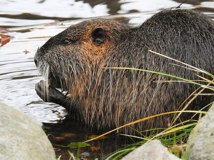Nutria, Beaver Rat, Rodent, Nature, River, animals in the wild, cute, close-up, fur, one animal, focus on foreground