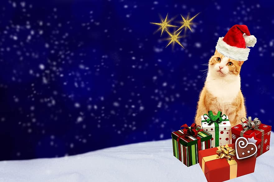 коледна картичка, котка, подаръци, поздравителна картичка, син, червен, злато, празничен, коледен мотив, Коледа, пощенска картичка