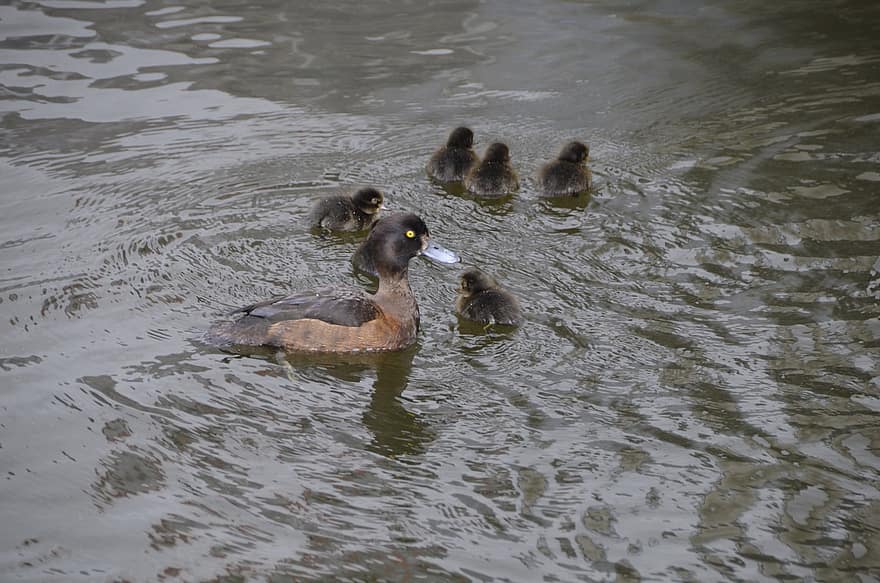 Tufted Duck, Chicks