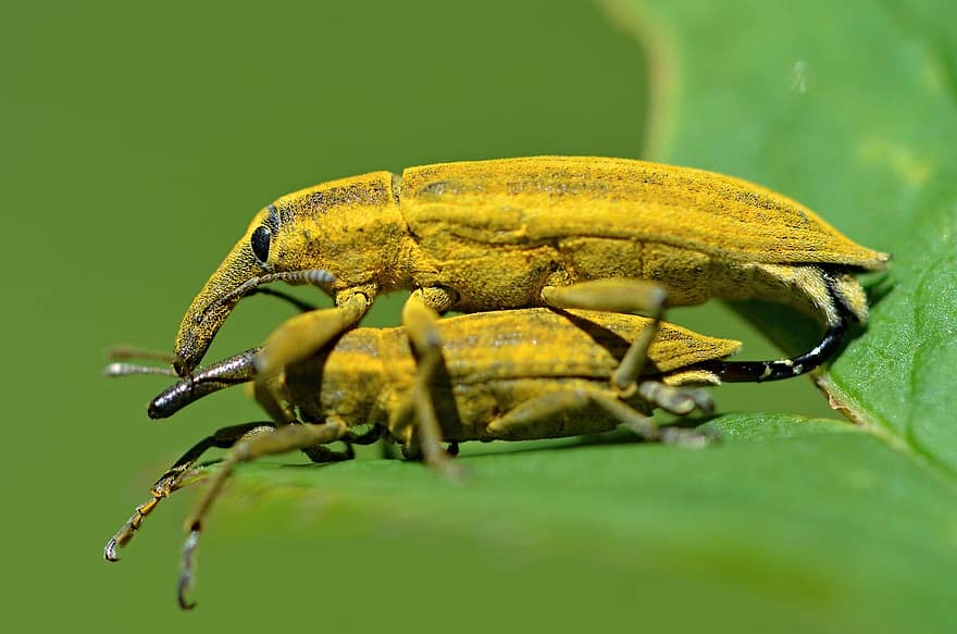 skalbaggar, buggar, insekter, antenner, entomologi, djur-