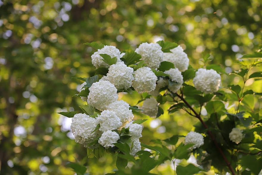 hortensia, las flores, primavera, Flores blancas, floración, rama, hojas, Flores de primavera, planta, jardín, naturaleza