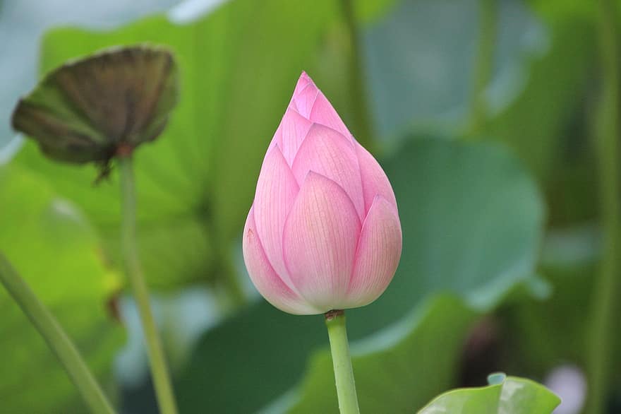 Lotus, Flower, Bud, Plant, Lotus Flower, Water Lily, Blooming, Blossoming, Aquatic Plant, Flora, Botany