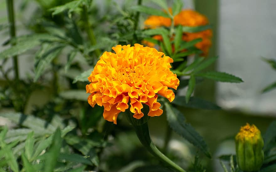 Marigold, Flowers, Calendula, Plant, Bloom, Yellow, Nature, Garden, Blossom, Gardening, Bud