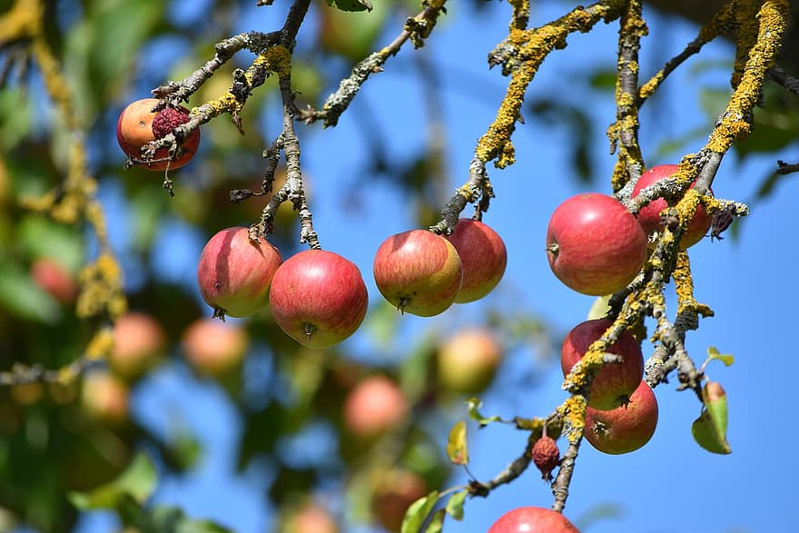 maçãs, frutas, árvore, filiais, fresco, maçãs vermelhas, vitaminas, maduro, árvore de maçã, jardim