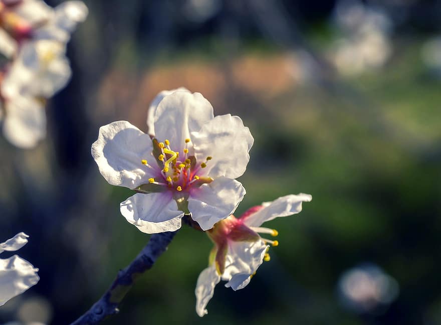 мигдальне дерево, квітка, відділення, пелюстки, тичинки, біла квітка, цвітіння, весна, флора, Рослина, дерево