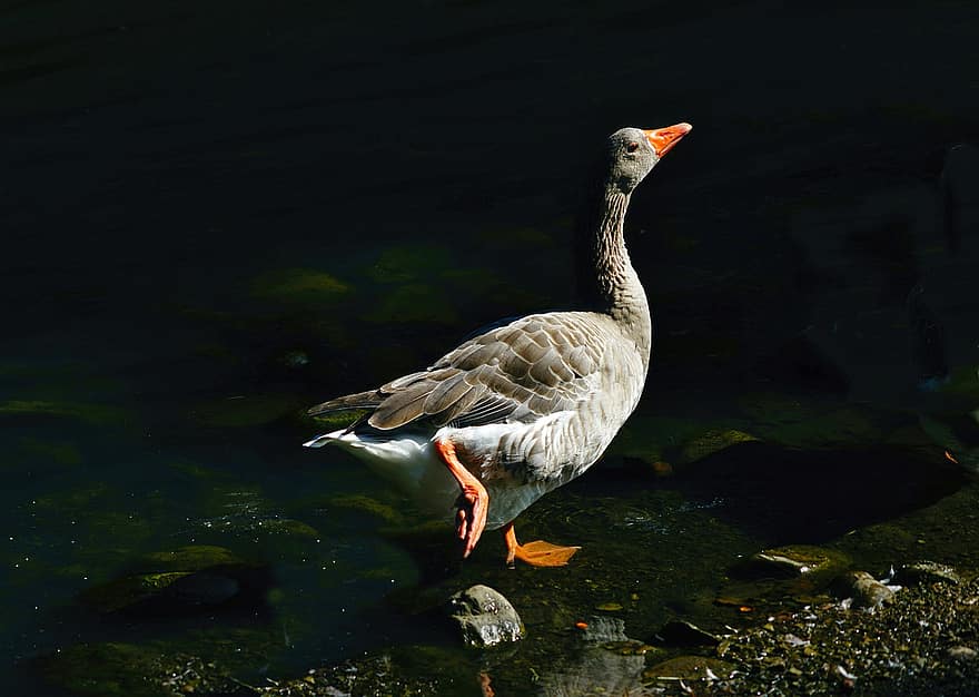 Goose, Bird, Waterfowl, Water Bird, Aquatic Bird, Wildlife, Plumage, Water