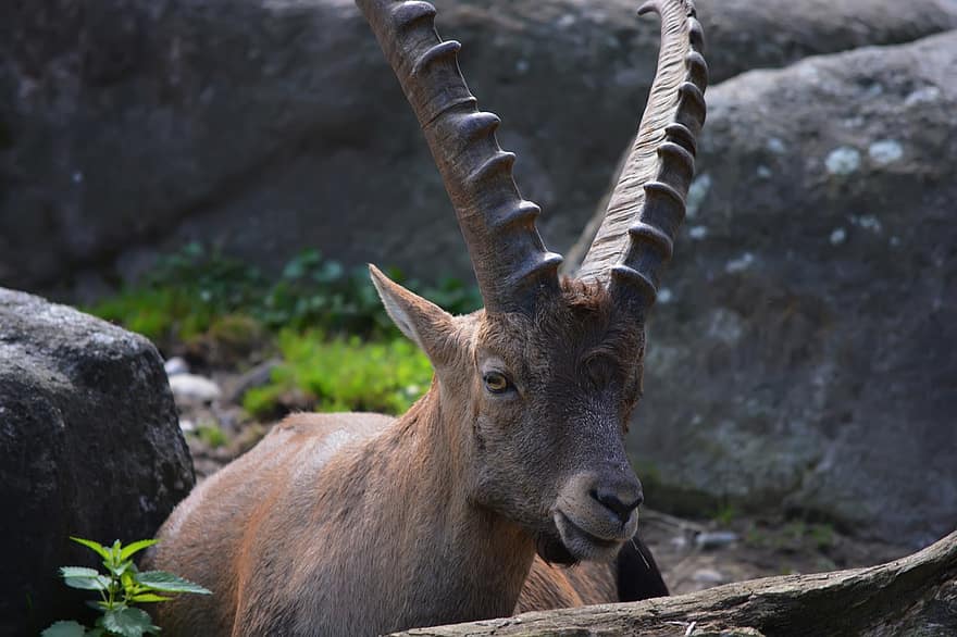 alpine ibex, dyr, Zoo, ibex, planteæder, ged, vilde ged, vildt dyr, pattedyr, dyreliv, horn