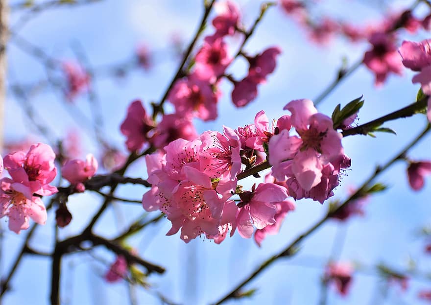 цветы, розовые цветы, Fiori Di Pesco, весна, ботаника, природа, макрос, Флора, подход, Pesco