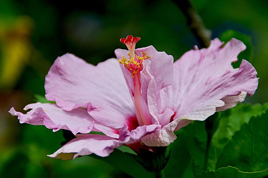 hibiscus, blomst, rosa blomst, petals, anlegg, flora, blomstre, nærbilde, blad, petal, blomsterhodet