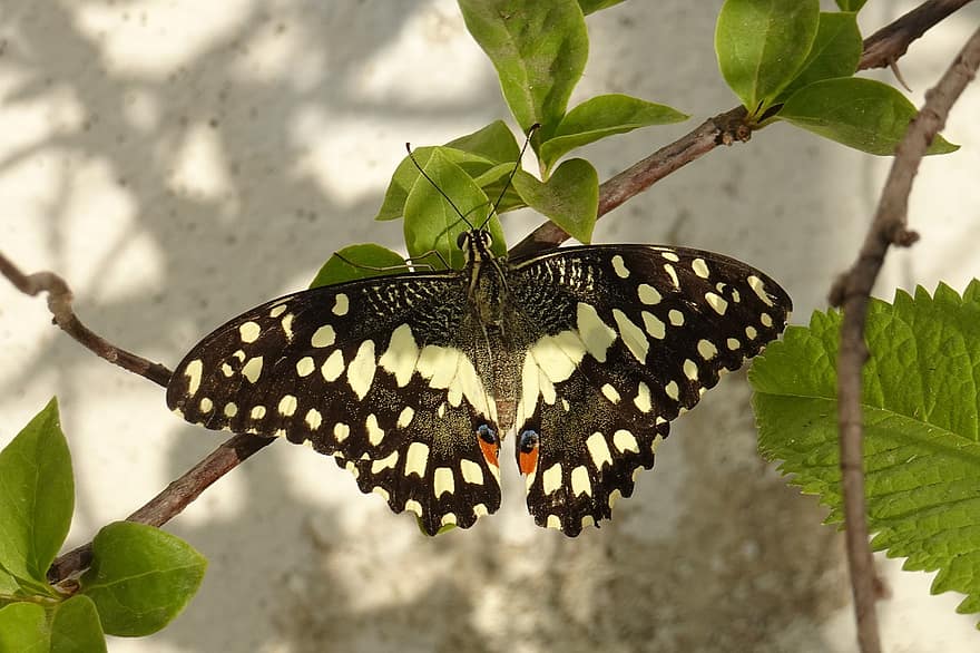 Insect, Butterfly, Lime Butterfly, Lime Swallowtail, Papilio Demoleus, Wings, Entomology, Species, Wildlife, Wilderness, Creature