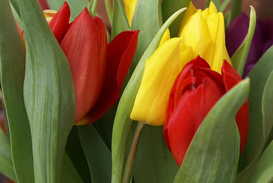 tulipaner, blomster, kronblade, flor, blomstre, flora, natur, planter, blomstrende planter, tæt på, forår