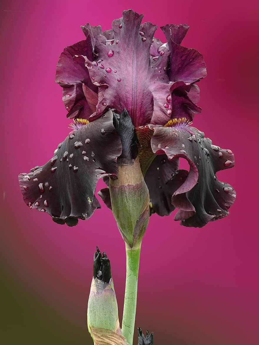 espada lily, flor Purpura, iris barbudo, flor, iris, de cerca, color rosa, planta, hoja, pétalo, púrpura