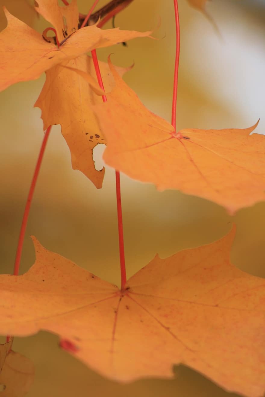 Norway Maple, Leaves, Fall, Autumn, Branch, Maple Leaves, Autumn Leaves, Foliage, Plant, Nature